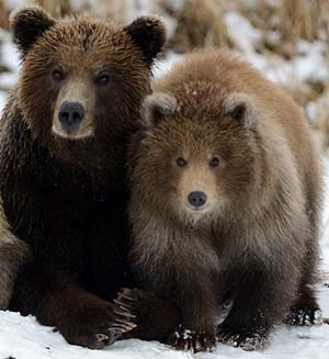 Bear Hunting