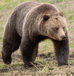 Brown Bear