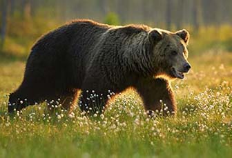 Native American Bear  American Indian Bear