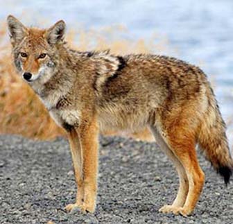 Coyote Fur